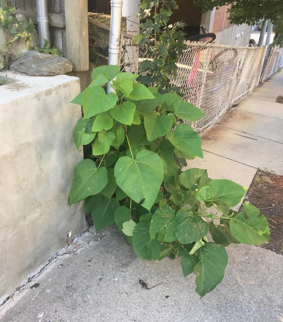 Paulownia sapling sapling with broad, bright green leaves growing in a sidewalk crack